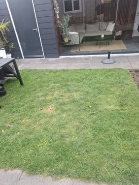 Gras