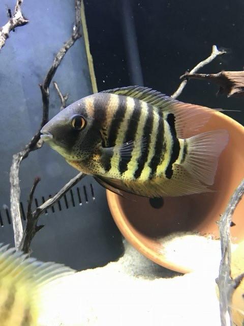 Aquarium vissen