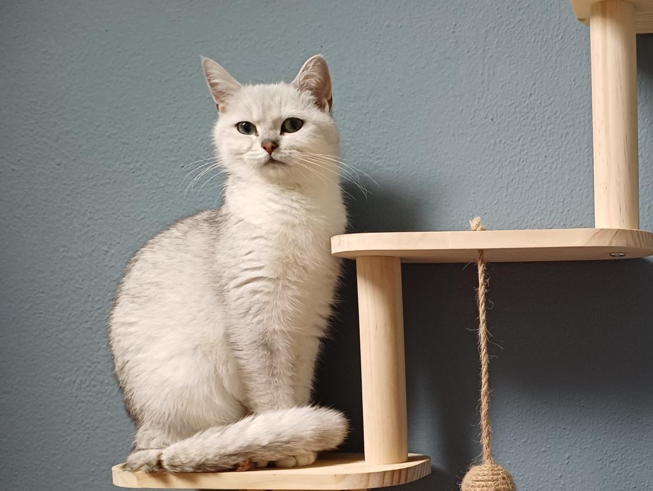 We zoeken voor onze 2 lieve Brits Korthaar poezen een nieuw huisje.