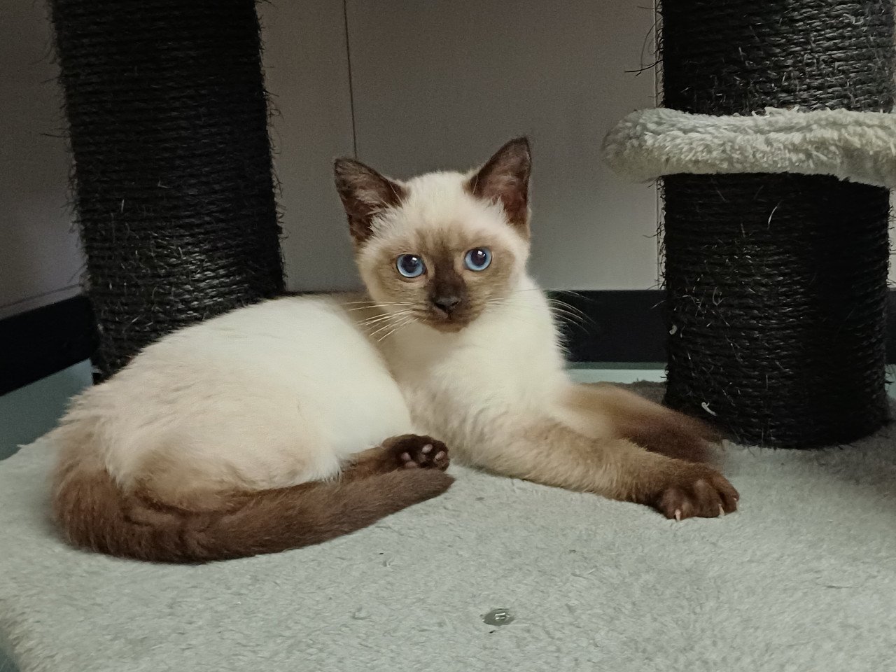 Super leuke Britskorthaar x Ragdoll kittens beschikbaar POESJES