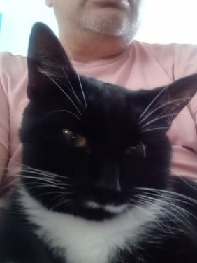 Katten