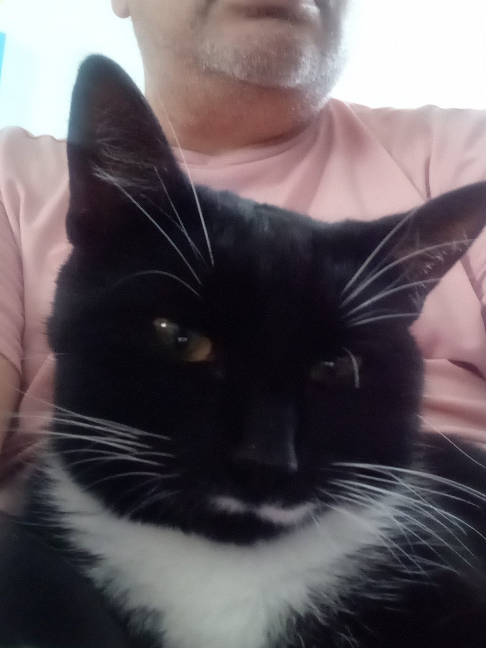 Katten