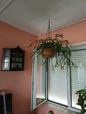 Grote lidcactus kerst bloeit rose