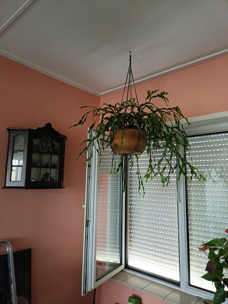 Grote lidcactus kerst bloeit rose