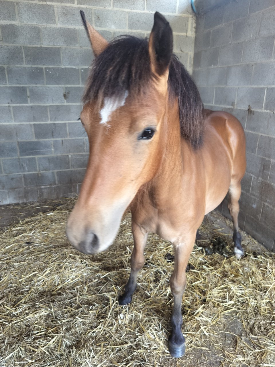 Kruising haflinger x freiberger 21/8/2024 merrie