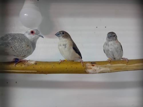 Loodbekjes
