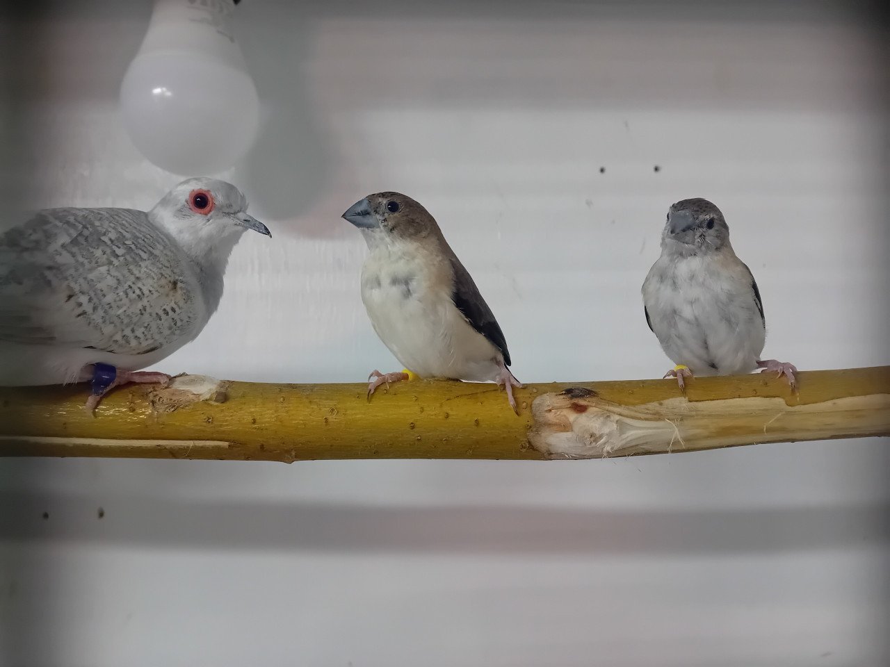 Loodbekjes