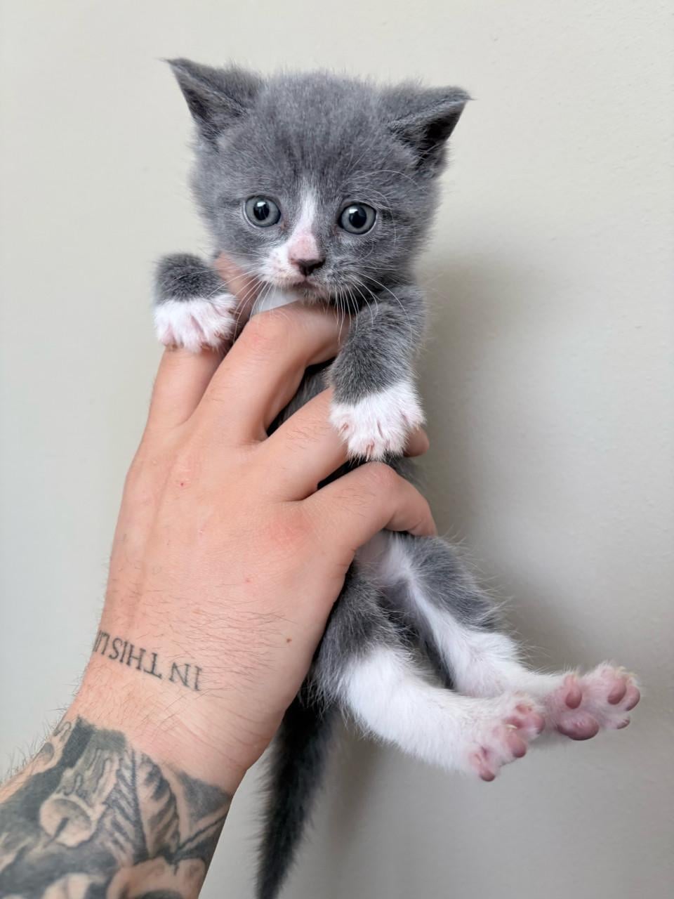 Britse korthaar/europse korthaar kittens.