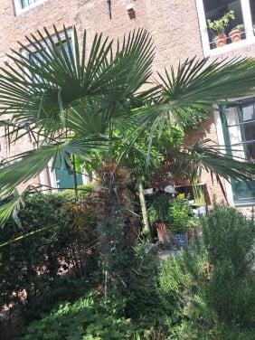 Waaierpalm