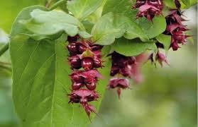 Te koop; plant grootmoeders oorbel fazantenbes tuin