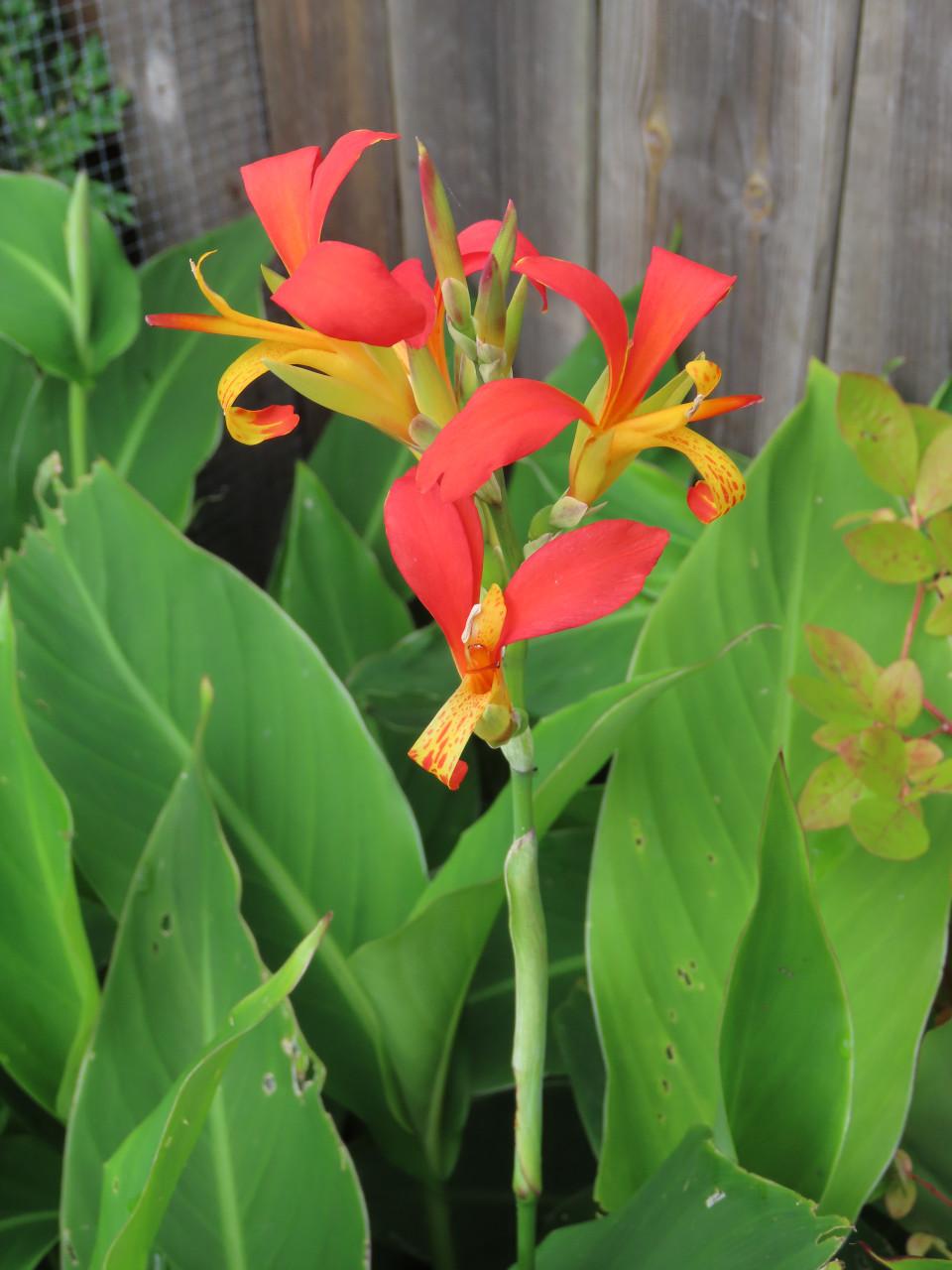 Canna Indica