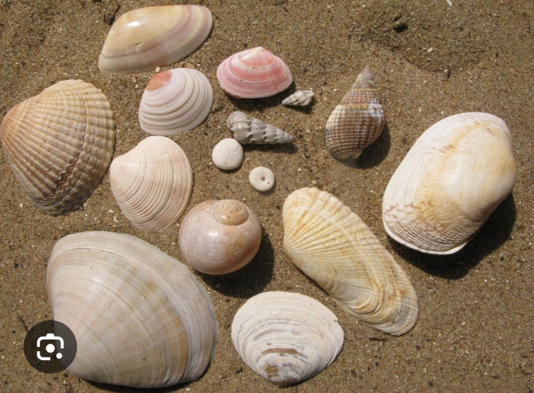 Gevraagd schelpen