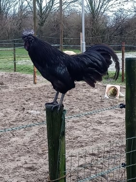 Ajam Cemani haan