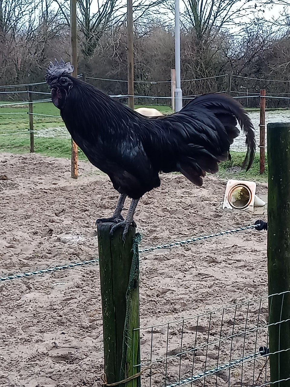 Ajam Cemani haan