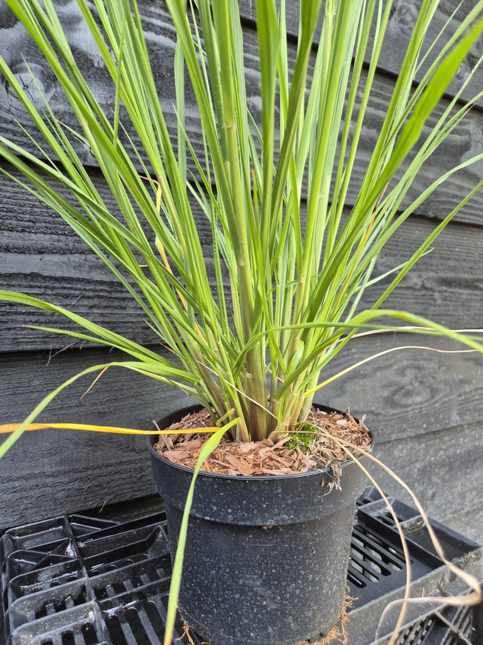Lampenpoetsersgras 'Red Head'