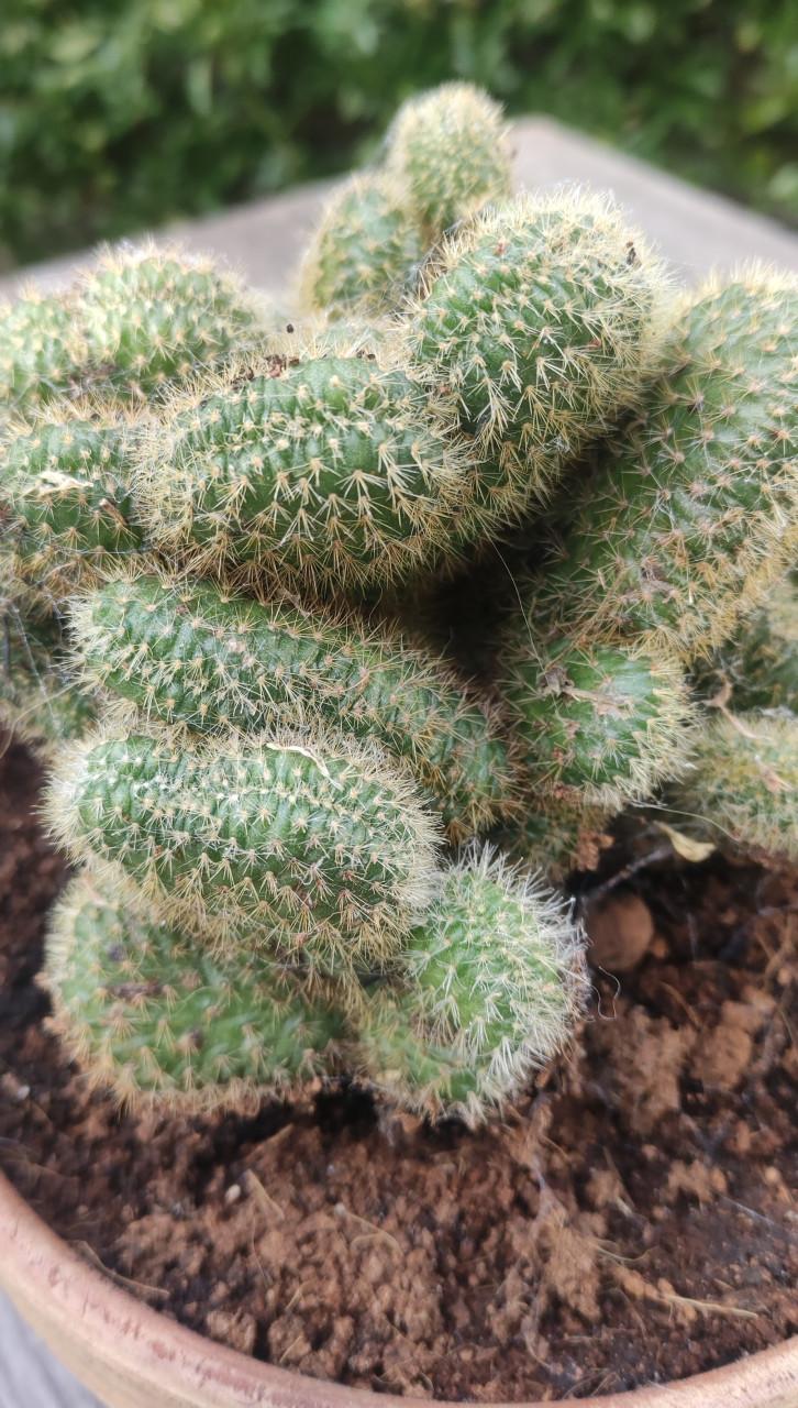 Cleistocactus winteri “Cristata” - Gouden rattenstaart