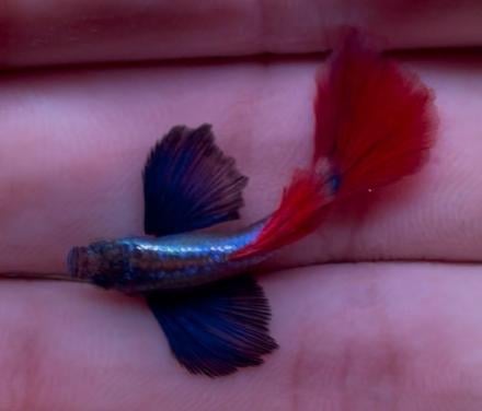 Platinum dumbo ear red tail guppy’s.