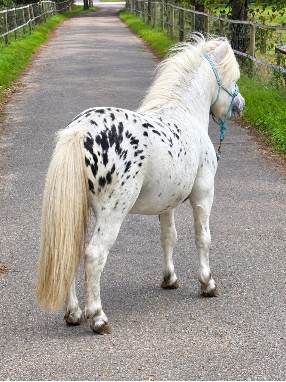 Prachtige mini Appaloosa hengst