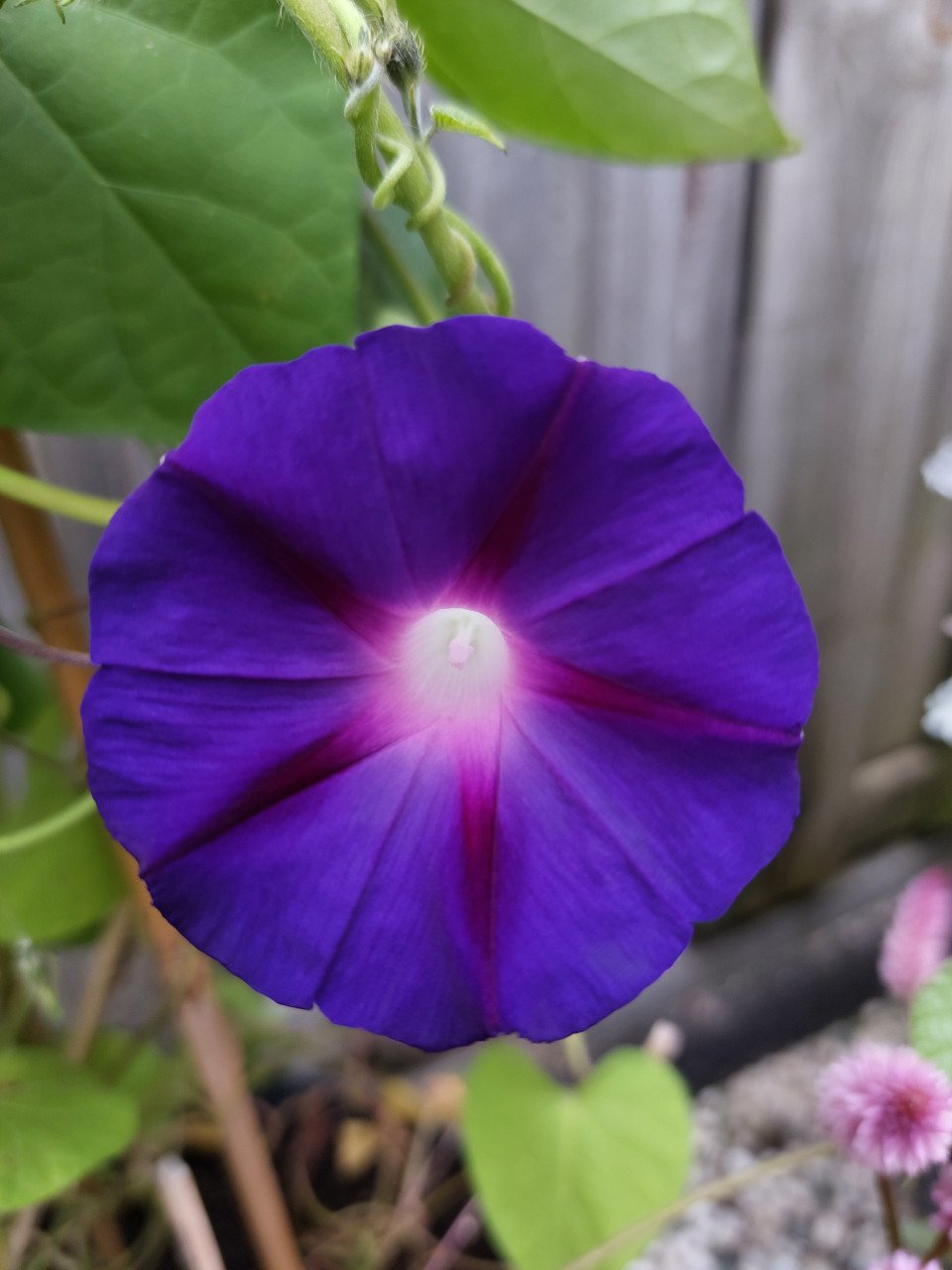 (NIEUWE!!) SIERTUIN EN MOESTUIN PLANTEN bij DE VOORDEUR