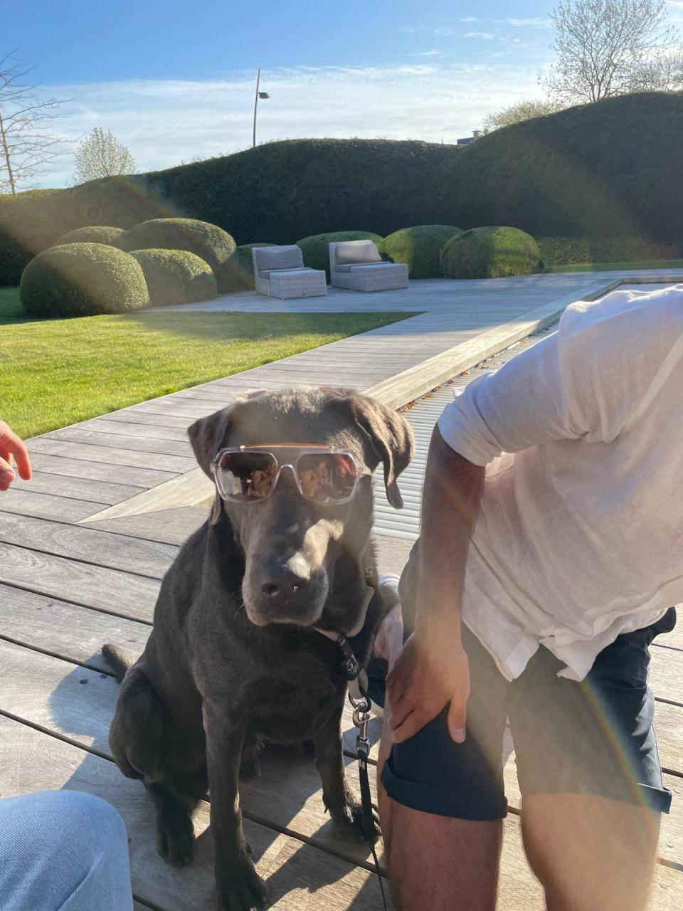 Labrador charcoal grijs