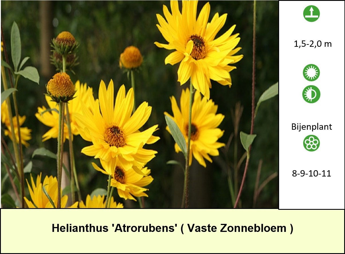 Vlinderplanten, bijenplanten, vaste planten: voor slechts € 1,25 p/st.