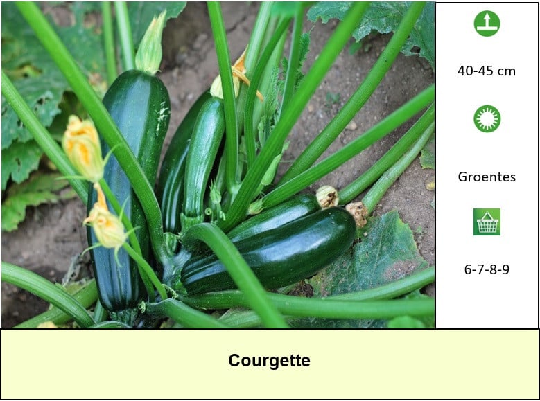 Vaste,- vlinder,- en bijenplanten maar ook groenteplanten in ons kraampje !