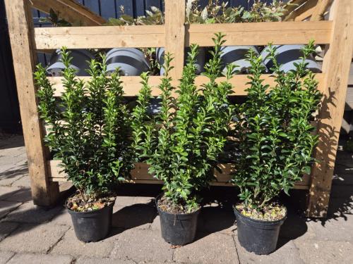 Euonymus japonicus 'Green Spire' groenblijvende haagplant
