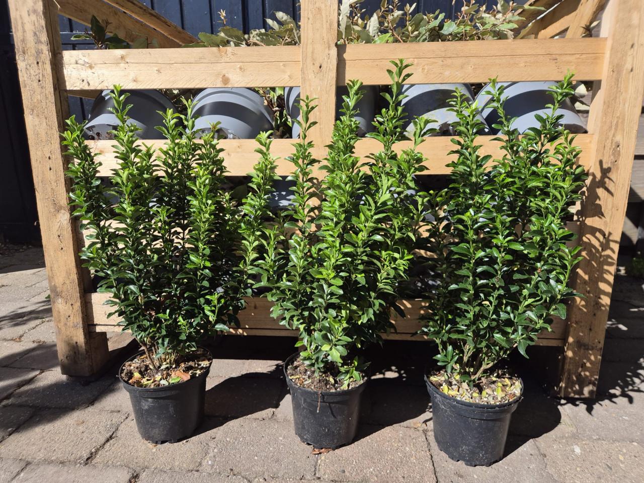 Euonymus japonicus 'Green Spire' groenblijvende haagplant