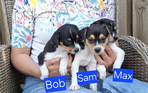 Boerenfox pups