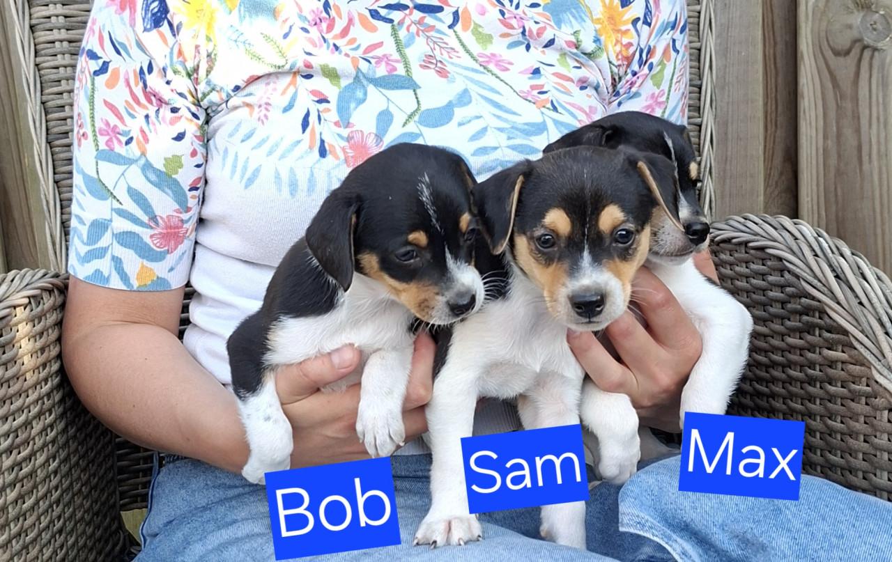 Boerenfox pups