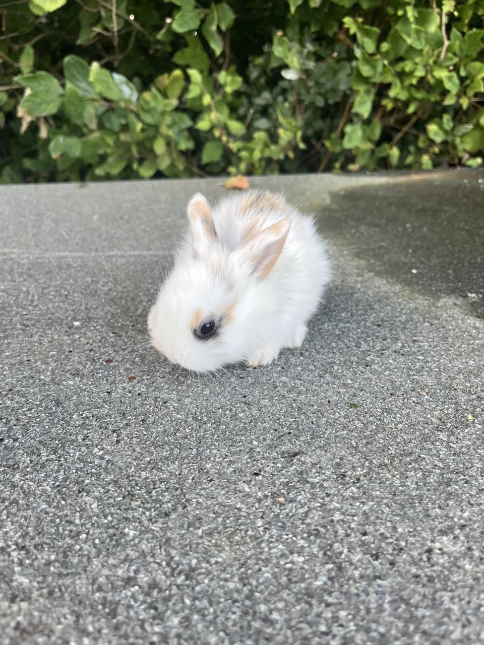 Baby konijntjes