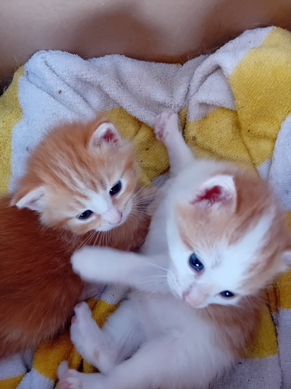 Kittens