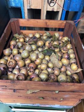 Vers geplukte mispels