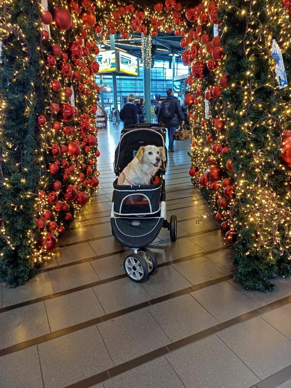 Honden oppas gezocht