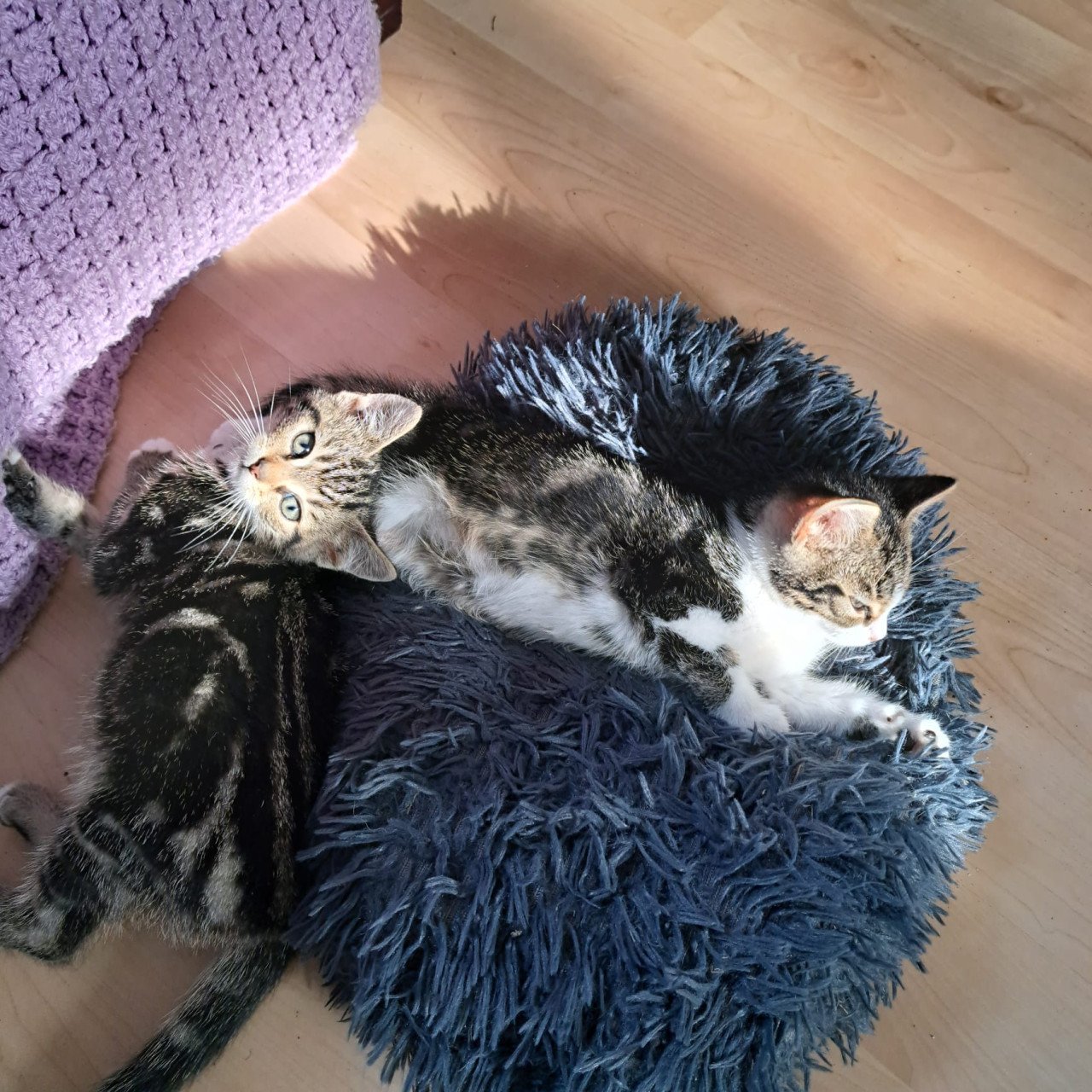 Kittens