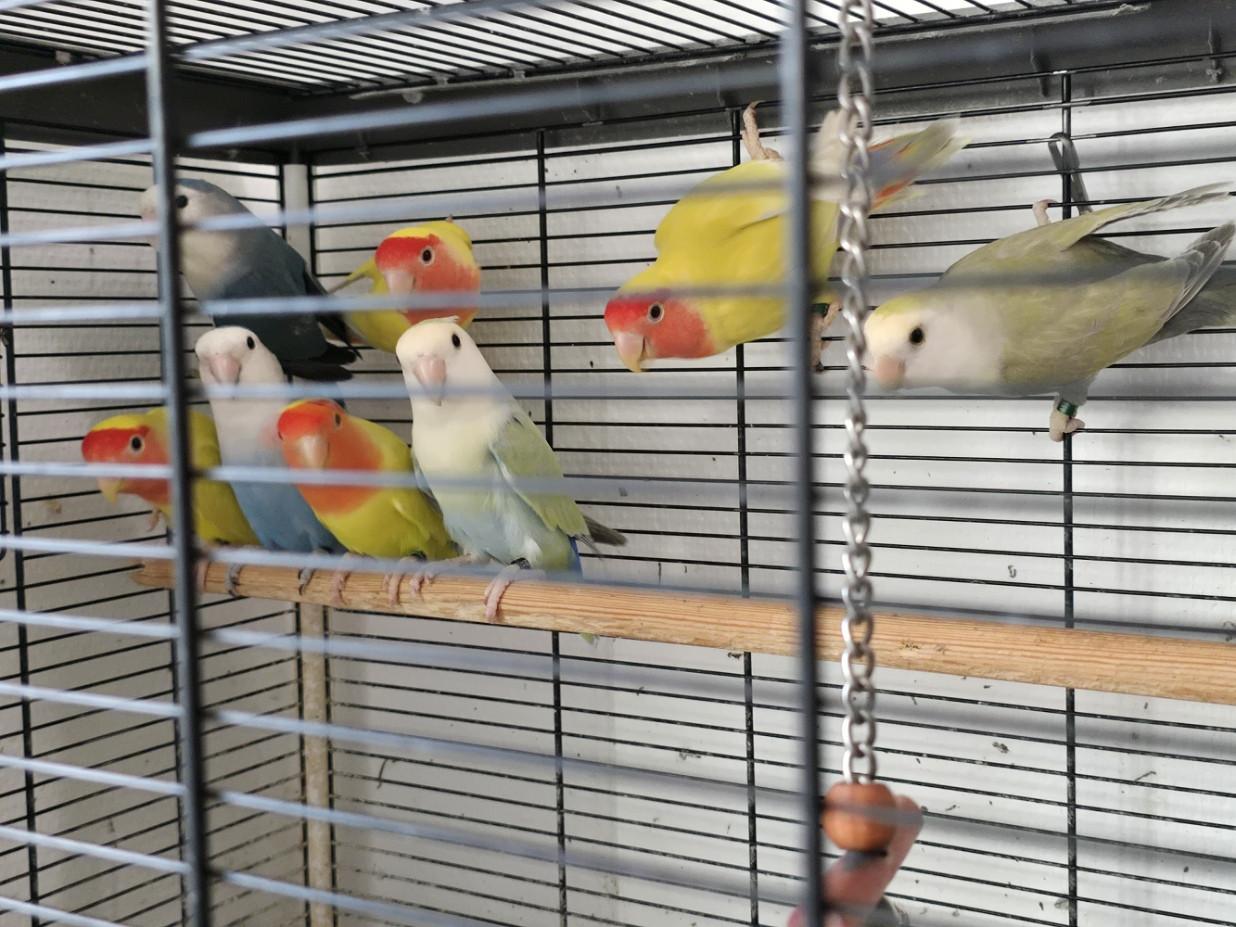 Te Koop: Agapornis Roseicollis