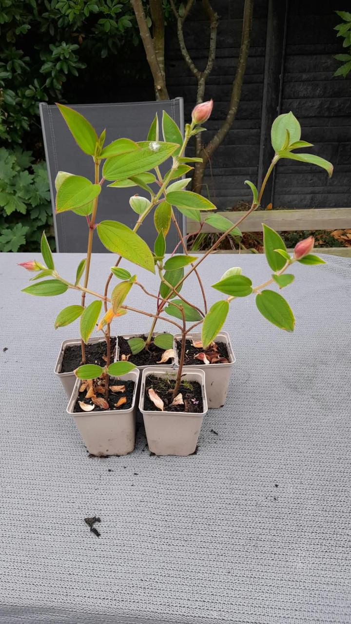 Tibouchina