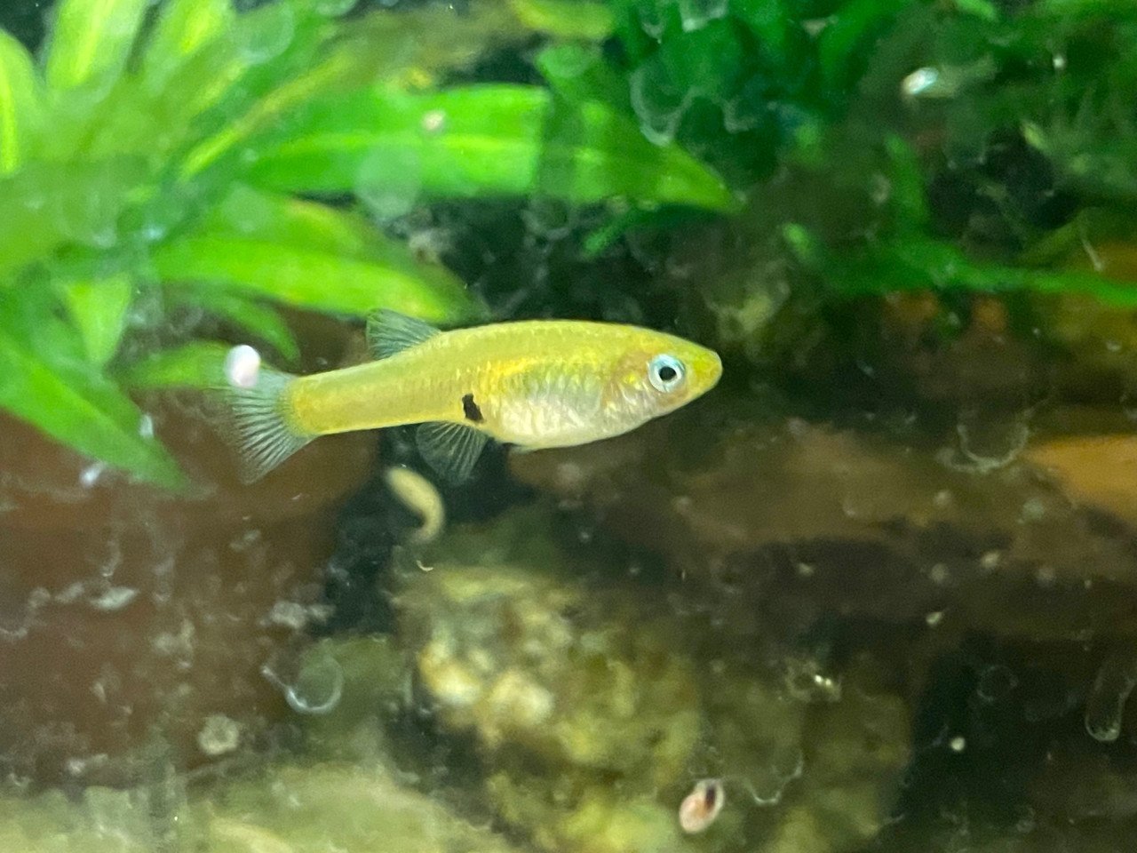 Girardinus uninotatus