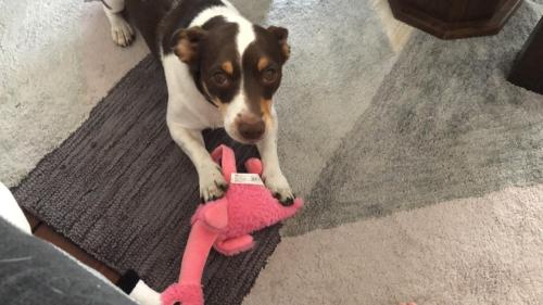 Lieve Jack Russel zoekt nieuw thuis