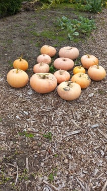 Pompoenen