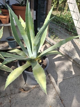 Agave