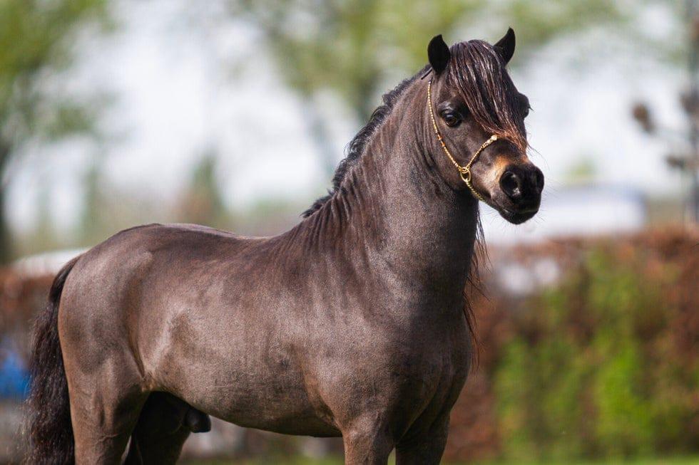 NMPRS Minipaard 1 m met uitstraling