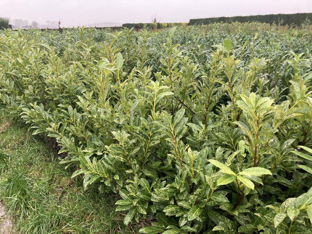 Laurierstruiken Prunus Herbergii