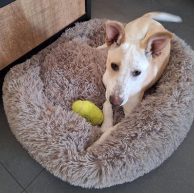 Hond, reu, 4 maanden