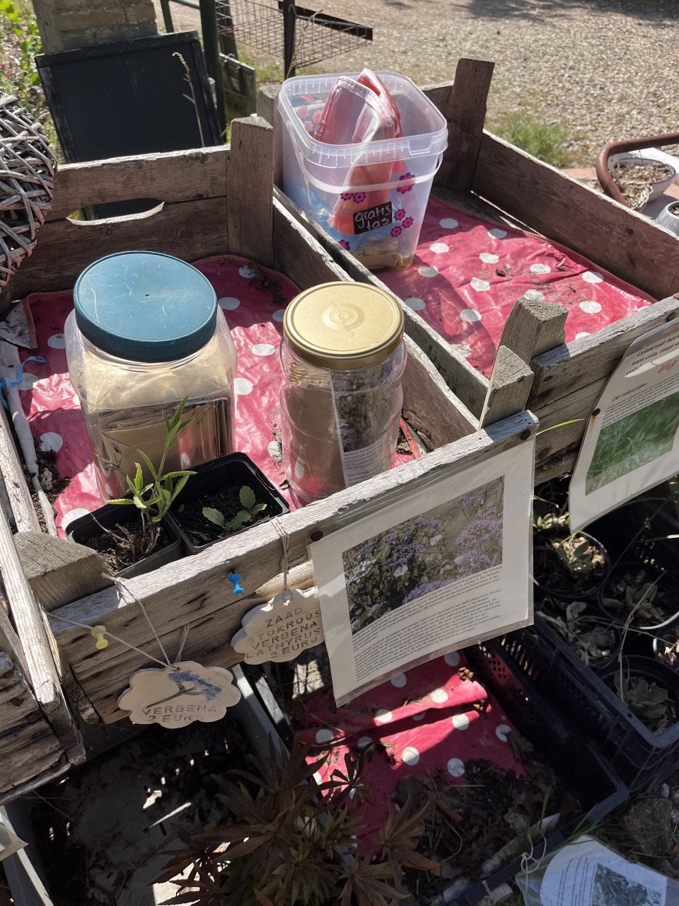Stek bananenplant met pot en biologische zaad