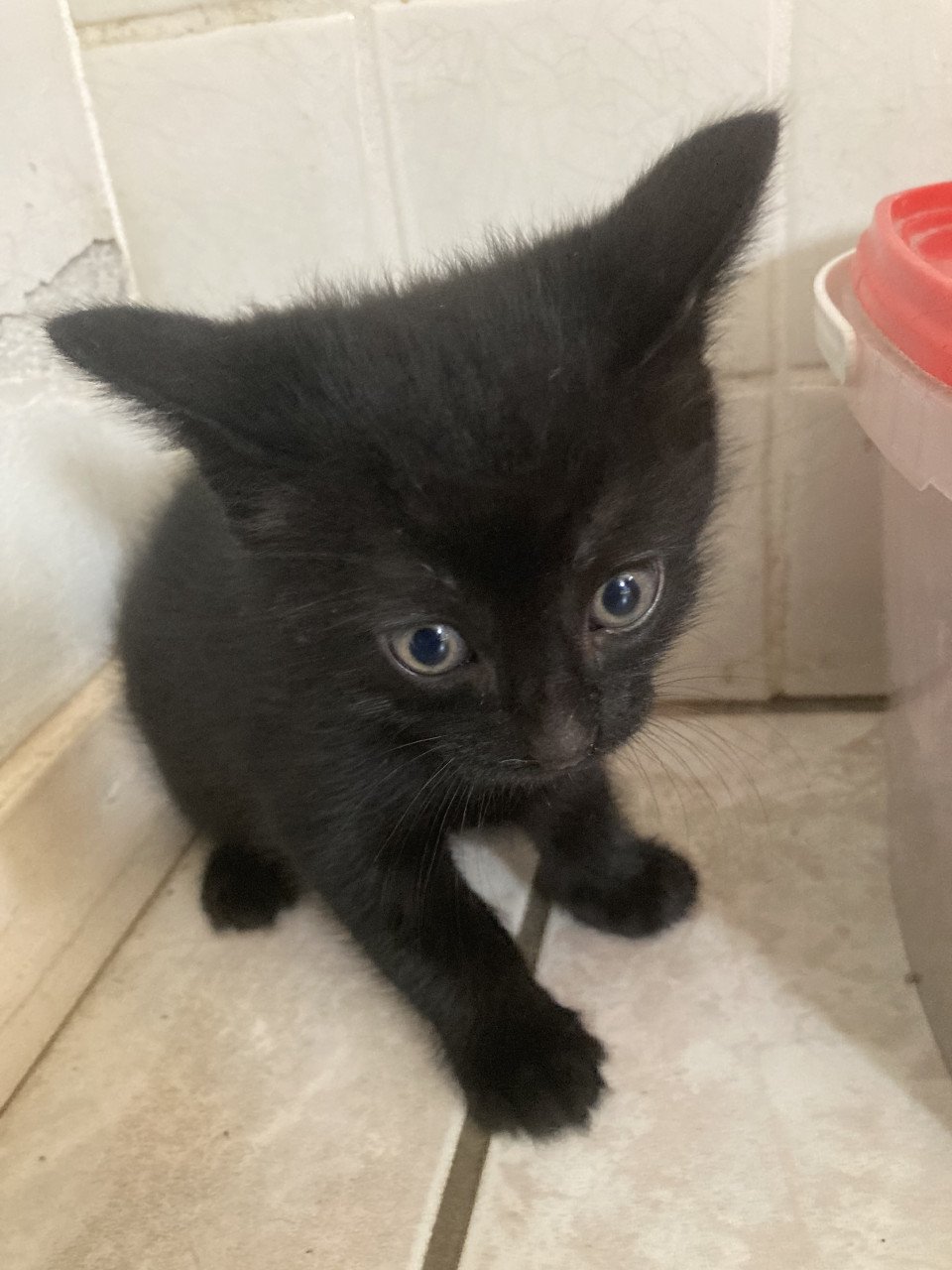 3 Lieve aanhankelijke Kittens