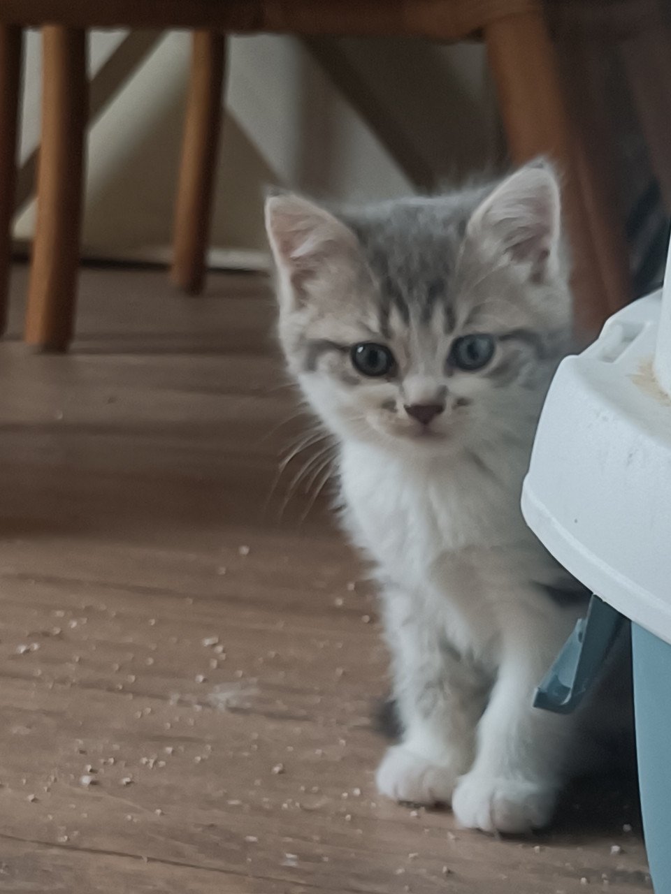 Kruising kittens