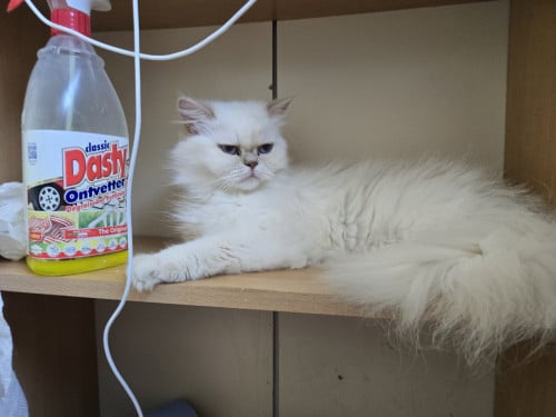 Zwangere perziche poes te koop