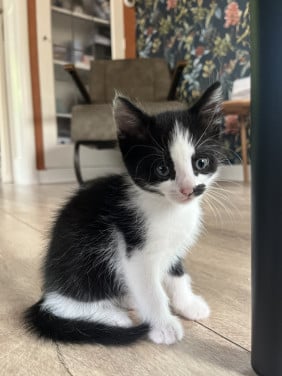 Kitten