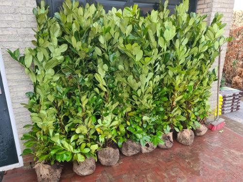 Prunus Rotundifolia - laurier haagplanten tot 200 cm